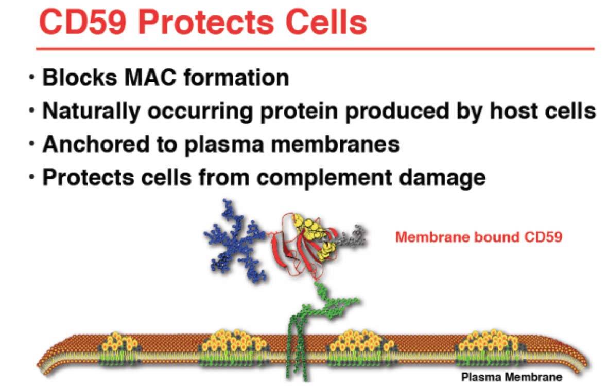 Figure 7. Le candidat AAV2 CAGs CD59 qui vise à inhiber le complexe d’attaque membranaire dans le cadre de la DMLA.
